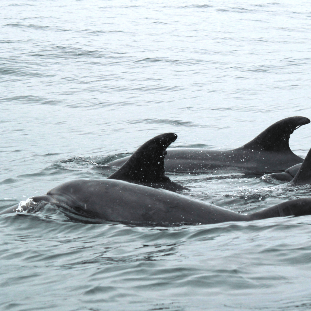 Beach Jewelry - Costume Fashion Jewelry