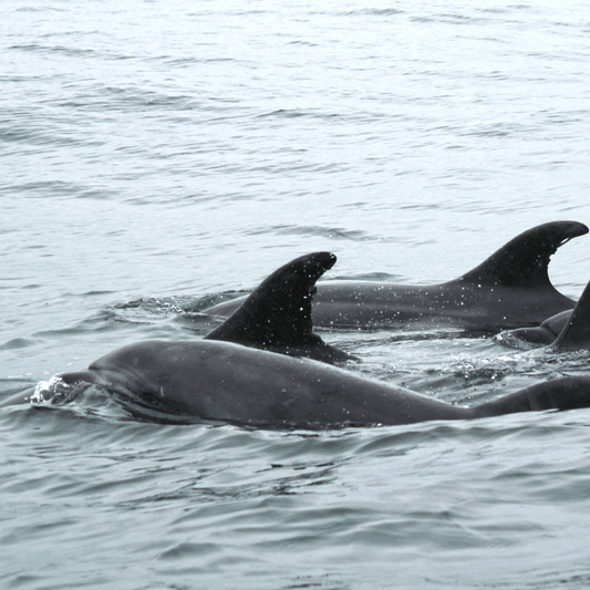 Beach Jewelry - Costume Fashion Jewelry